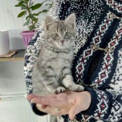 Фото: найдена кошка «Найден котёнок мальчик в заботливые руки Кубинка» в г. Кубинка